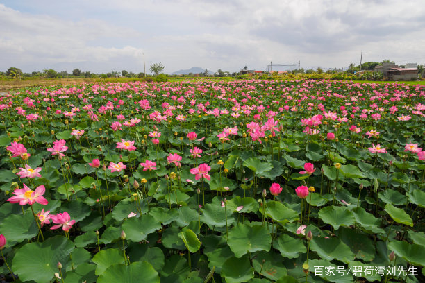 广东省优质荷花栽培指南