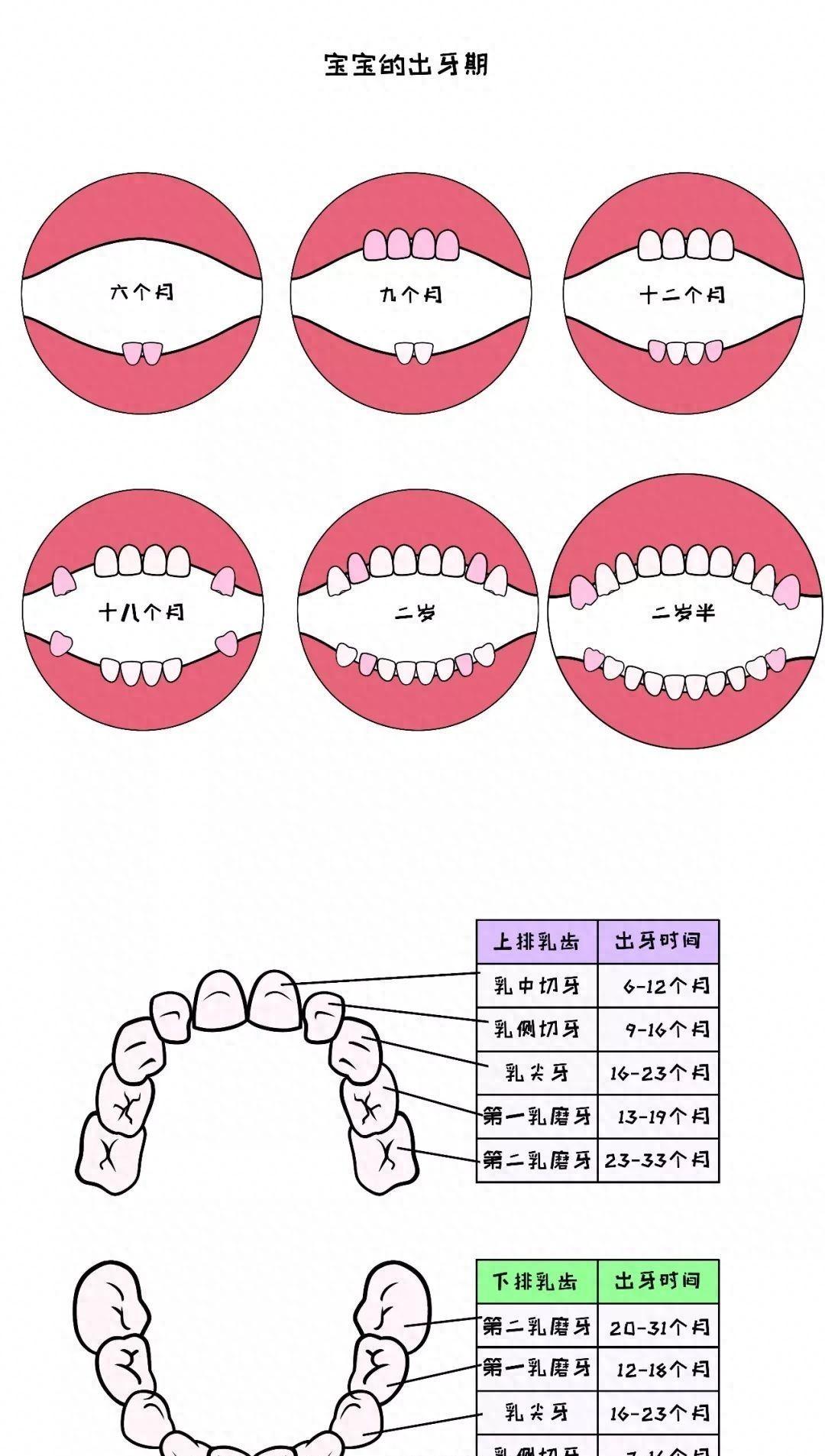 几个月的宝宝出牙正常，探究婴儿牙齿生长规律与影响因素