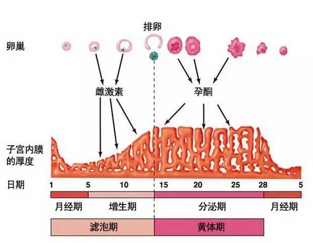 一个月来两次月经是否正常？解读月经周期的奥秘