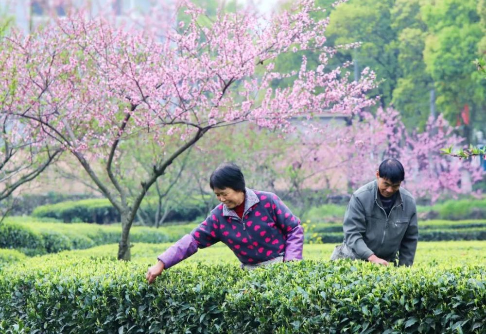 广东美丽茶园有限公司，探索茶的世界，领略美丽的韵味